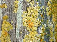 Xanthoria parietina var. parietina image