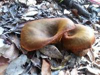 Omphalotus olivascens image
