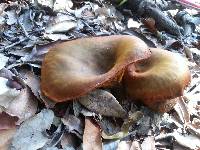 Omphalotus olivascens image