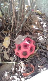 Clathrus ruber image