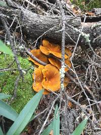 Omphalotus olivascens image