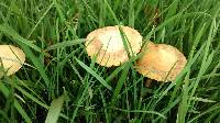 Agrocybe pediades image