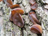 Auricularia auricula-judae image