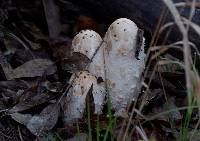 Coprinus comatus image