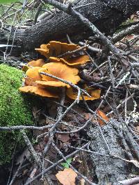 Omphalotus olivascens image