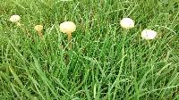 Agrocybe pediades image