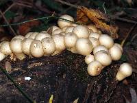 Lycoperdon pyriforme image