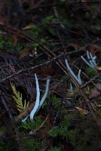 Clavaria fragilis image