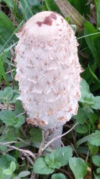 Coprinus comatus image