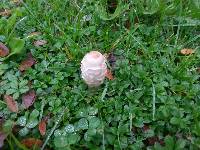 Coprinus comatus image