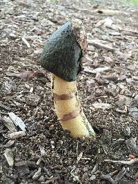 Phallus ravenelii image