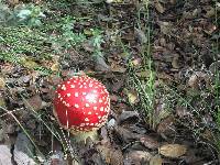 Amanita muscaria image