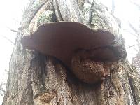 Phellinus robiniae image