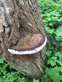 Ganoderma applanatum image