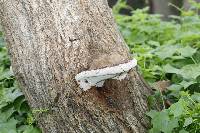 Ganoderma applanatum image