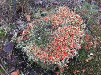 Cladonia cristatella image