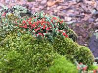 Cladonia cristatella image