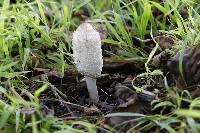 Coprinus comatus image