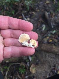 Trametes versicolor image