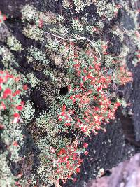 Cladonia cristatella image