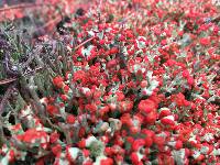 Cladonia cristatella image