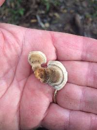 Trametes versicolor image