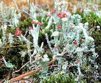 Cladonia cristatella image