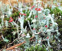 Cladonia cristatella image