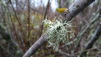 Evernia prunastri image