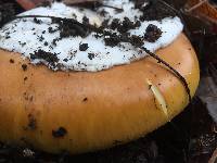 Amanita calyptroderma image