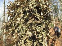 Lobaria pulmonaria image