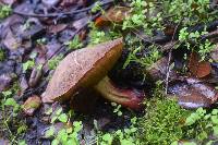 Boletus chrysenteron image