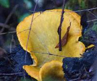 Omphalotus olivascens image