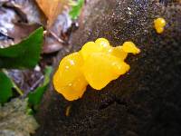 Tremella mesenterica image