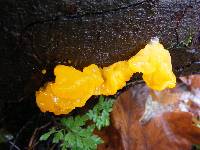 Tremella mesenterica image