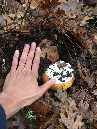 Amanita calyptroderma image