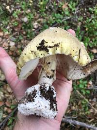 Amanita phalloides image