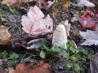 Coprinus comatus image