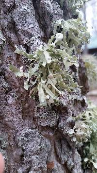 Ramalina complanata image