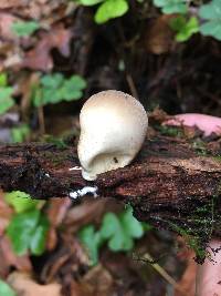 Lycoperdon pyriforme image