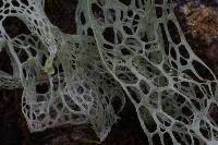 Ramalina menziesii image