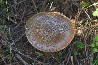 Amanita nothofagi image