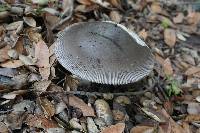 Amanita vaginata image