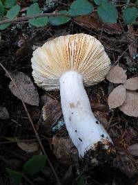 Russula xerampelina image