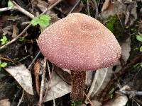 Laccaria amethysteo-occidentalis image