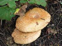 Lactarius rubrilacteus image