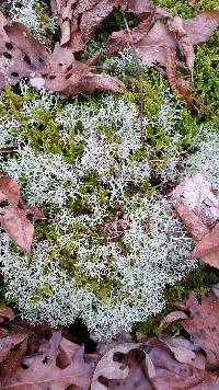 Cladonia rangiferina image