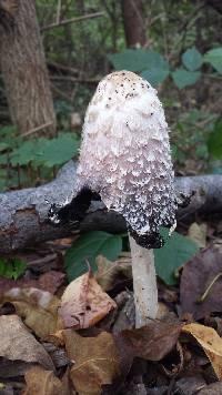 Coprinus comatus image