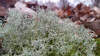 Cladonia rangiferina image