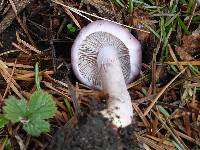 Inocybe geophylla var. lilacina image